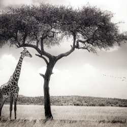 Fototapet, Peaceful Savannah, Rebel Walls - Img 2