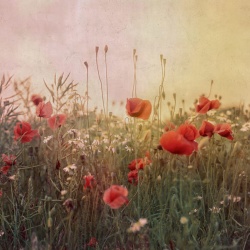 Fototapet, Poppy Field, Dawn, Rebel Walls - Img 2