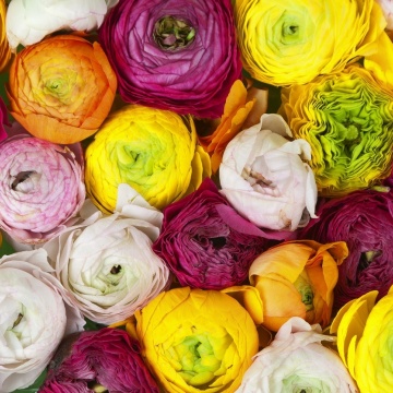 Fototapet, Ranunculus, Rebel Walls - Img 2