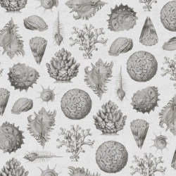 Fototapet, Seashells, Clay, Rebel Walls - Img 2