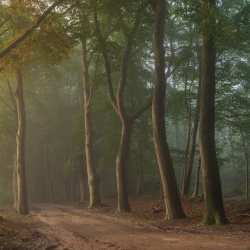 Fototapet, Secret Road, Rebel Walls - Img 4