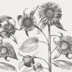 Fototapet, Sunflower, Beige, Rebel Walls - Img 2
