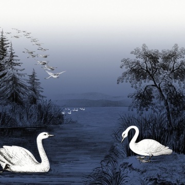 Fototapet, Swan Lake, Nightfall, Rebel Walls - Img 2