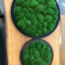 Panou decorativ din muschi, Gamme Cushion Moss - Img 9