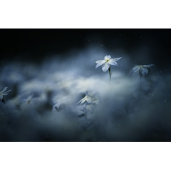Tapet Midnight Flower, Rebel Walls - Img 2