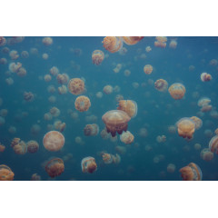 Tapet Smack of Jellyfish, Rebel Walls - Img 2