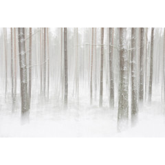 Tapet Winter Forest, Rebel Walls - Img 2