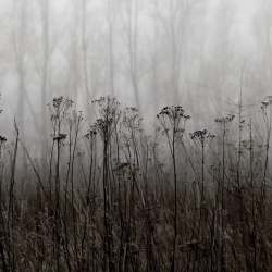 Fototapet, Autumn Haze, Black & White, Rebel Walls - Img 2