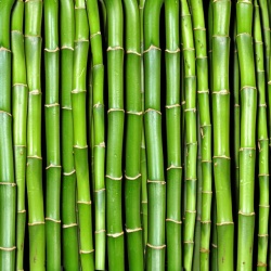 Fototapet, Bamboo, Rebel Walls - Img 2