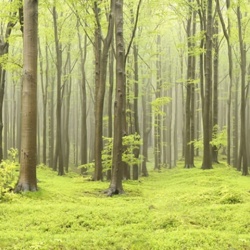 Fototapet, Deciduous Forest, Rebel Walls - Img 3