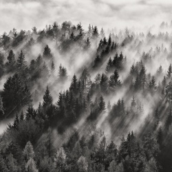 Fototapet, Foggy Forest, Rebel Walls - Img 2