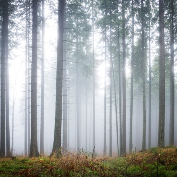 Fototapet, Forest Glade, Rebel Walls - Img 3