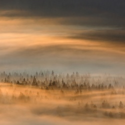 Fototapet, Golden Fir Forest, Rebel Walls - Img 4