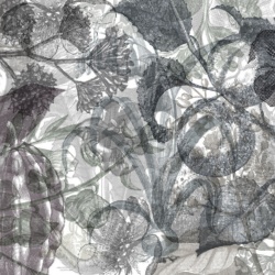 Fototapet, Jelly Belly Plants, Black & White, Rebel Walls - Img 2