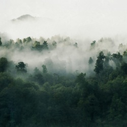 Fototapet, Misty Woodland, Green, Rebel Walls - Img 2
