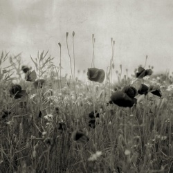 Fototapet, Poppy Field, Vintage, Rebel Walls - Img 5