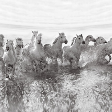 Fototapet, Running Horses, Rebel Walls - Img 2