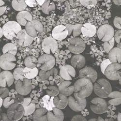Fototapet, Water Lilies, Black & White, Rebel Walls - Img 2