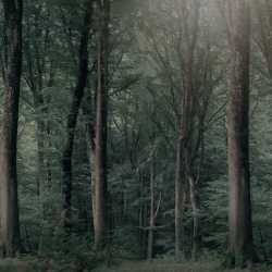 Fototapet, Whispering Woods, Dark Green, Rebel Walls - Img 2
