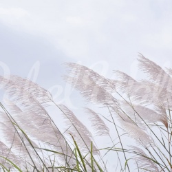 Fototapet, Windy Reed, Rebel Walls - Img 5