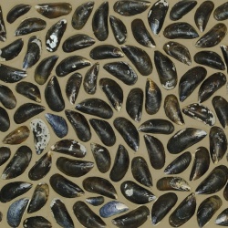 Panou decorativ 3D, Scoici, Dutch Dyke Colored, 100x100 cm