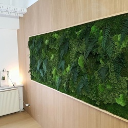 Panou decorativ din muschi, Gamme Cushion Moss - Img 6