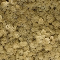 Panou decorativ din muschi, Torvtak Icemoss Natural
