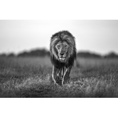 Tapet Lion King, Rebel Walls - Img 2