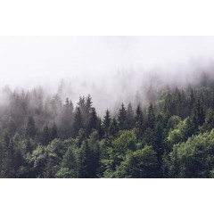 Tapet Misty Fir Forest, Rebel Walls - Img 2