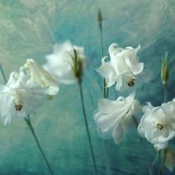 Fototapet, Aquilegia Flower, Rebel Walls - Img 4