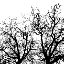 Fototapet, Branches, Rebel Walls - Img 4