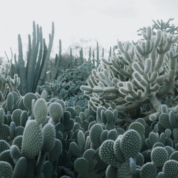 Fototapet, Cacti, Rebel Walls - Img 2
