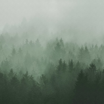 Fototapet, Cloudy Forest, Green, Rebel Walls - Img 2