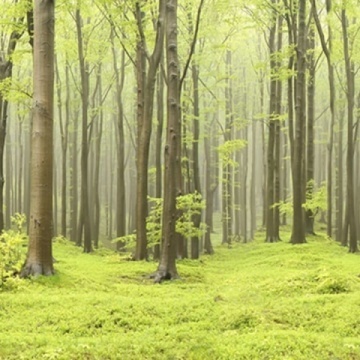Fototapet, Deciduous Forest, Rebel Walls - Img 3