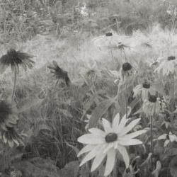 Fototapet, Dreamy Rudbeckia, Black & White, Rebel Walls - Img 2