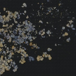 Fototapet, Fragile Beauty, Dark Blue, Rebel Walls - Img 2