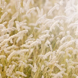 Fototapet, Lay in the Hay, Rebel Walls - Img 2