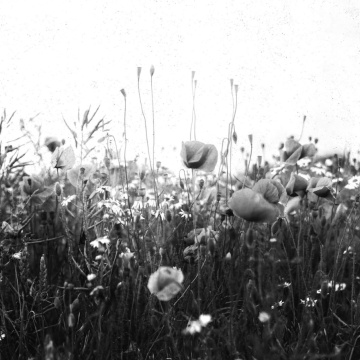 Fototapet, Poppy Field, Black & White, Rebel Walls - Img 2