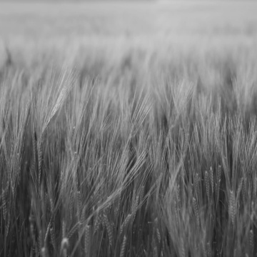 Fototapet, Rye Field, Black & White, Rebel Walls - Img 2