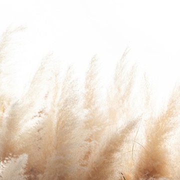 Fototapet, Soft Reed, Rebel Walls - Img 2