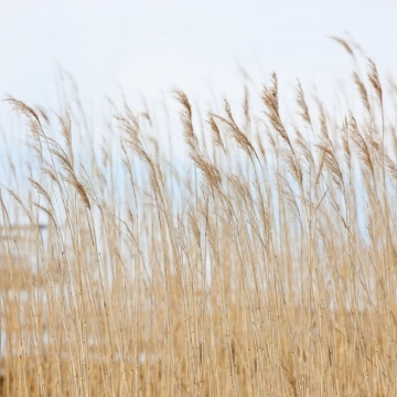 Fototapet, Swaying Wheat, Rebel Walls - Img 2