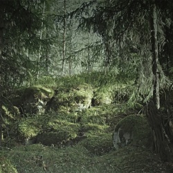 Fototapet, Virgin Forest, Rebel Walls - Img 2