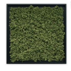 Panou decorativ , Licheni Islandezi, My Torvtak Moss Green