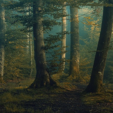Fototapet, Beech Forest, Rebel Walls - Img 2