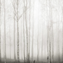 Fototapet, Birch Fog, White, Rebel Walls - Img 5