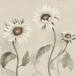 Fototapet lavabil, Sunflowers, White, Sandberg - Img 2