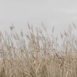 Fototapet, Reed Meadow, Beige, Rebel Walls - Img 5