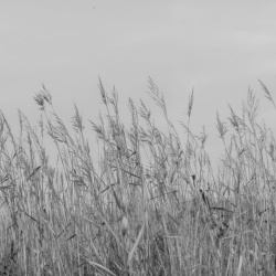 Fototapet, Reed Meadow, Gray, Rebel Walls - Img 2