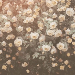 Fototapet, Regal Rose, Vintage, Rebel Walls - Img 5