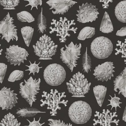 Fototapet, Seashells, Graphite, Rebel Walls - Img 5